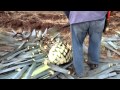 el jimador harvesting an agave in Tequila Mexico