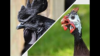 the battle of the guinea fowl and the chicken