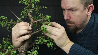 Bonsai Wiring Tricks for Portulacaria afra