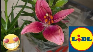 ARRIVAGE LIDL 19 MAI 2026