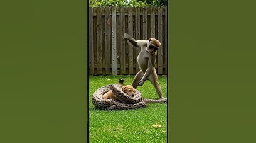 Puppy saved by monkey from snake bit #monkey #snake #puppy #dog #wildlife #farming #shorts #ai