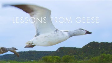 Lessons from Geese: Line of One