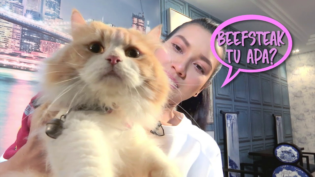i-Pet | Episod 8 | Zara Zya & Kucing Beshetik