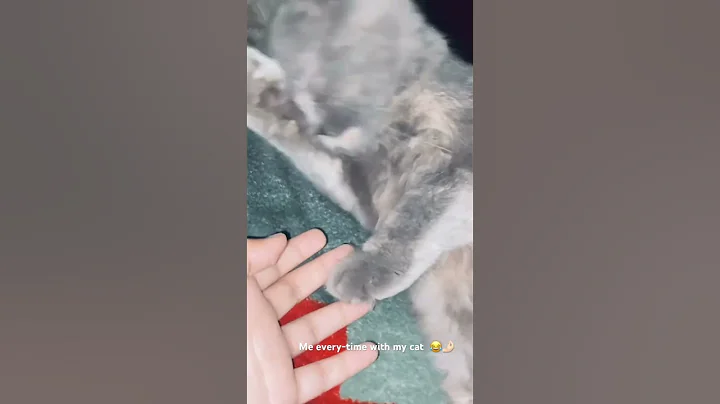 Watch the video about #catlovers #cat #explore #pets #funny