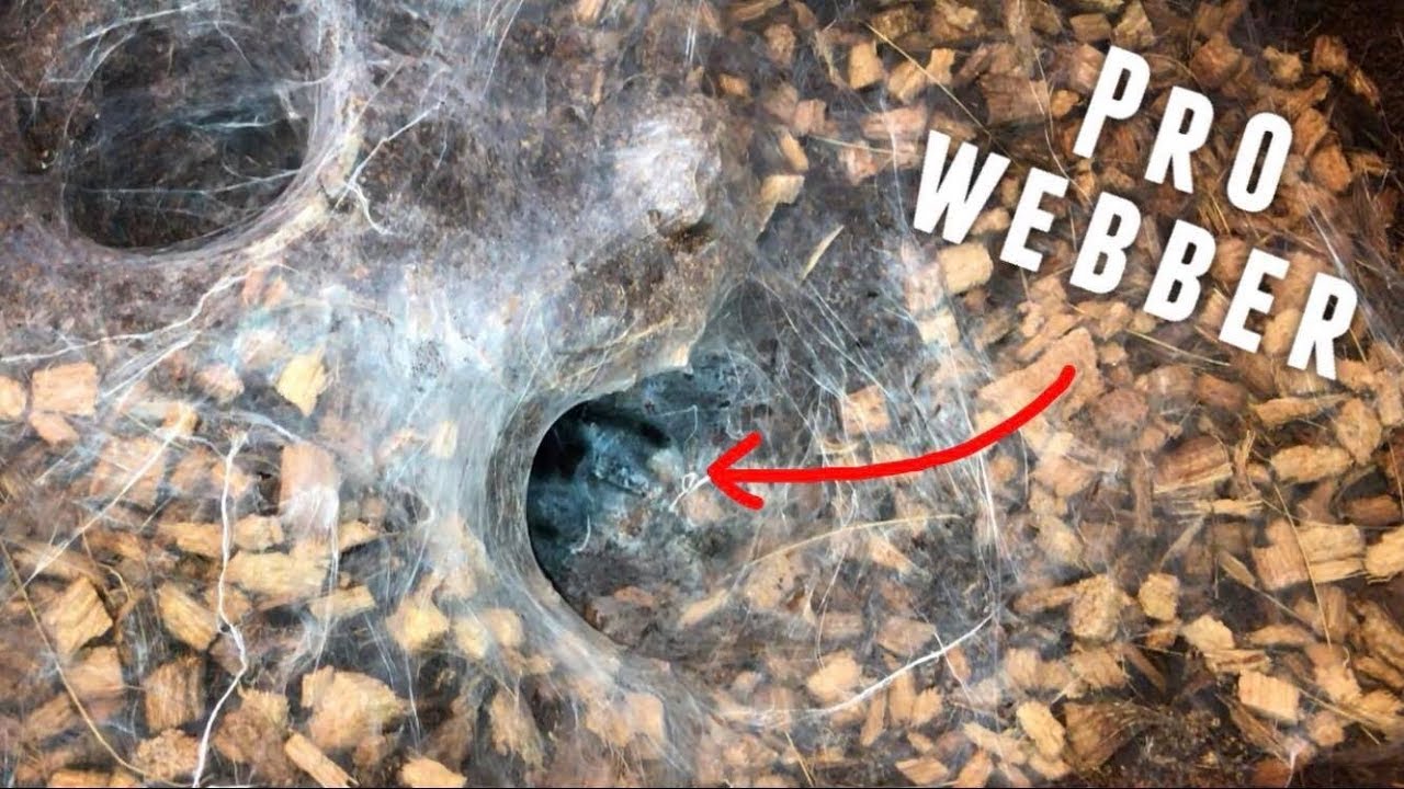 petco hours S. javanensis WEBBING PROGRESS (feat. Skeleton Tarantula)