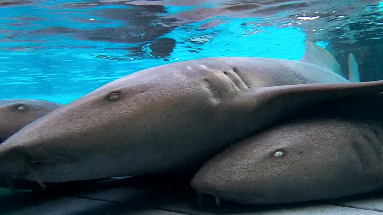 Kids Swimming with Sharks