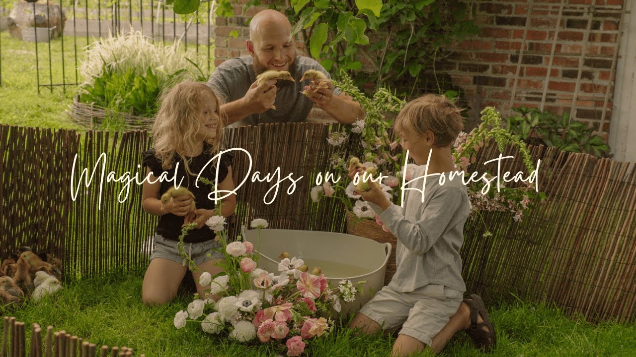 Our Ducklings’ First Swim  | Peaceful Farm Life & Slow Living Moments