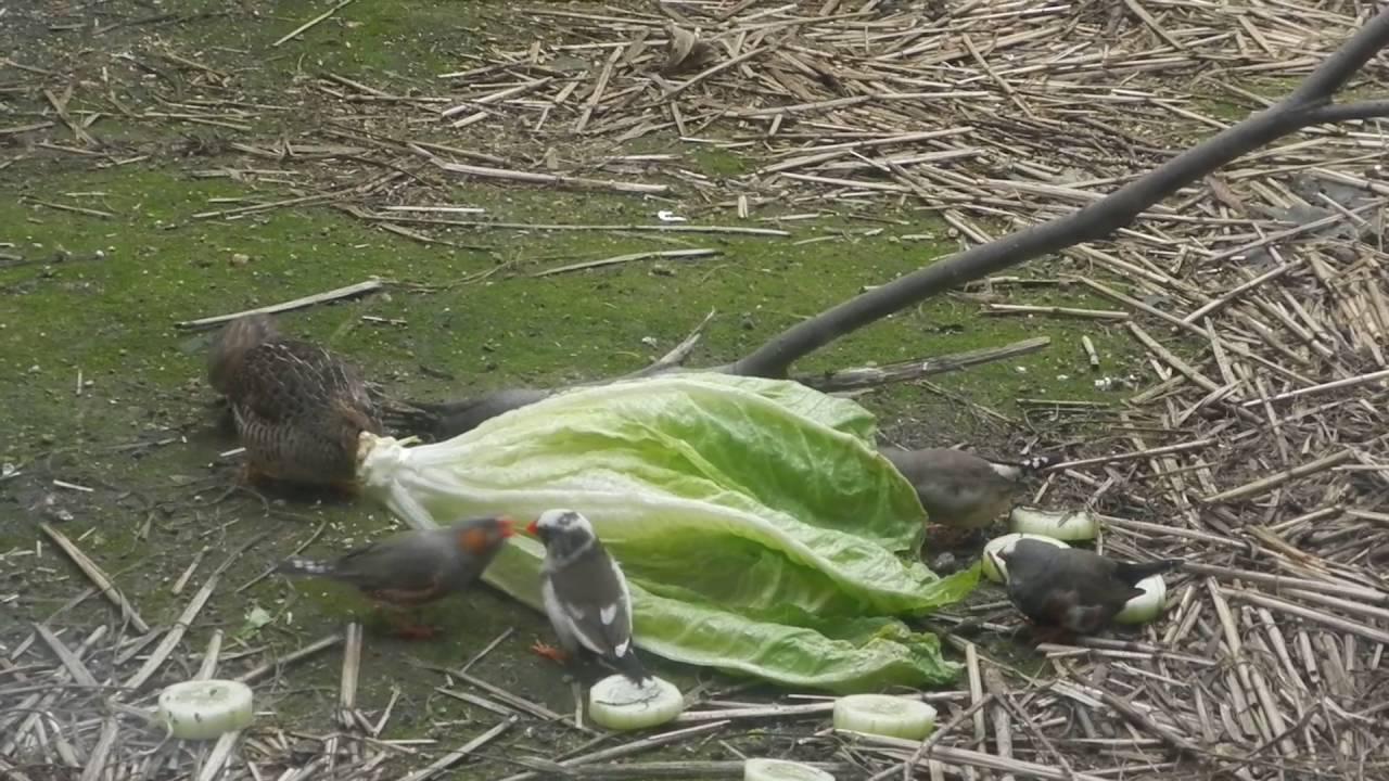birds eating lettuce YouTube