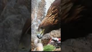 LOOK, SO CUTE AND KIND HOW THE MOTHER EAGLE TAKES CARE AND FEED HER BABY CHICK!