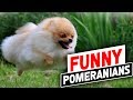Pomeranian Dog : Funniest And Cutest Pomeranian Dog Videos Compilation
