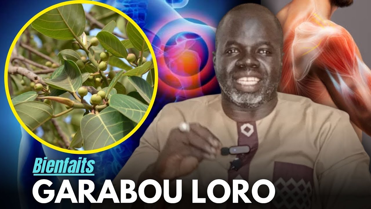 🌴 Bienfaits Garabou LORO : ( Ficus iteophylla ) - Pr Ousmane Ndiaye - SAMA XALAAT TV