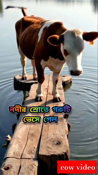 cow tiktok 🐄🐄🐄hamba short video#shorts #10million #viral #trending