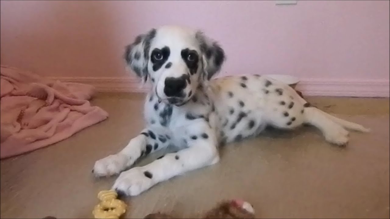 2 Month Long Hair Dalmatian Trick Progress YouTube