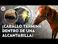 ¡Se lo tragó la tierra! Rescatan a un caballo que cayó en una alcantarilla abierta en Tabasco