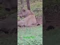 Nandan Garden lion in Bhubaneswar safari park #lion #zoo #animals  #wow #YouTube shorts