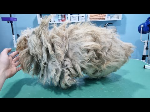 Video: Man redt ernstig gematteerde honden, dacht dat het een stapel lompen was