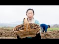 長在泥土中的水果，1個視頻展示它的5種吃法，荸薺（馬蹄果）Using water chestnut fruit, make 5 kinds of food ｜中国 美食｜野小妹 wild girl