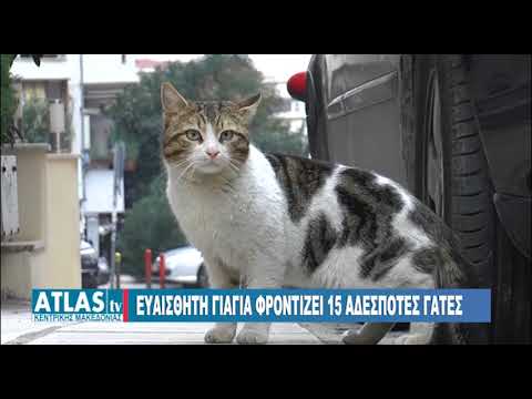 Βίντεο: Σειρά επιθέσεων εμπρησμού κατά της Φιλαδέλφειας Αδέσποτες γάτες διεκδικεί υπαίθριο καταφύγιο