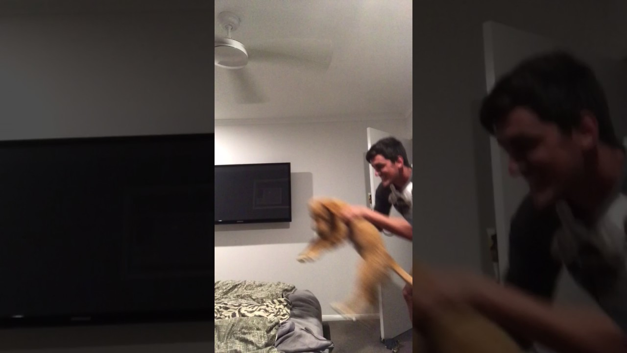 puppy paradise Dog Hops off Bed and Into Owner's Arms