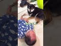 無反応すぎる豆柴【柴犬】#shorts
