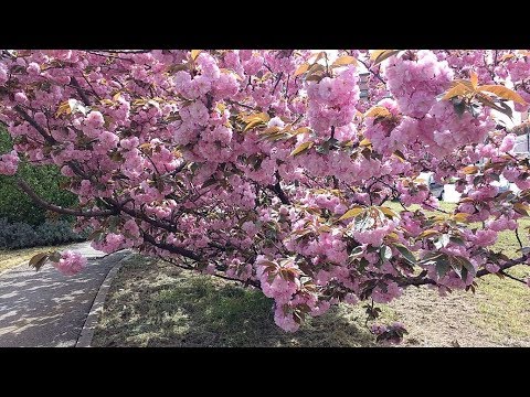 Video: Cura del ciliegio Kwanzan: come coltivare un ciliegio Kwanzan