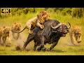Lions Picked the Wrong Giant to Attack… | MEGA EPISODE | Wildlife Documentary