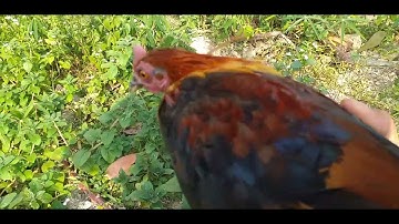 bẫy gà rừng miền bắc 21/5 2021,kèo bắt bổi cực  tơ..  dib qaib qus