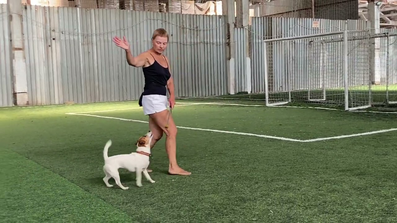 Как научить собаку командам Дрессировка собаки Танцы с собакой Терра. Элементы. 31.07.2023 г.