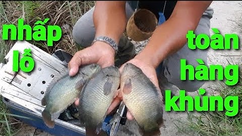 câu cá rô đồng, nhấp lỗ cực kỳ phê @TAMCARO