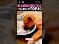 史上最狂の眠すぎ犬!TOP10 #寝落ち犬, #かわいい寝相, #犬のお昼寝, #即落ちペット, #犬バグ集, #癒し寝顔