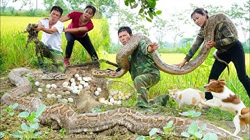 Shocking Rescue! Family Confronts Giant Python & Dozens of Baby Pythons Hidden in Lemongrass Field!🐍