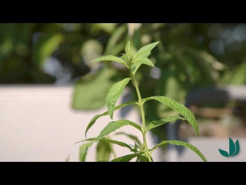 Vidéo: Planter la fleur de verveine - Conditions de croissance et soins de la verveine