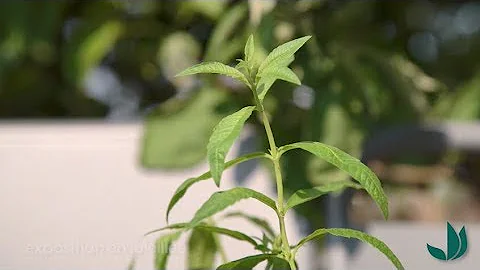Comment utiliser les feuilles de verveine citronnelle ?