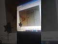Pato Purific Pastilla