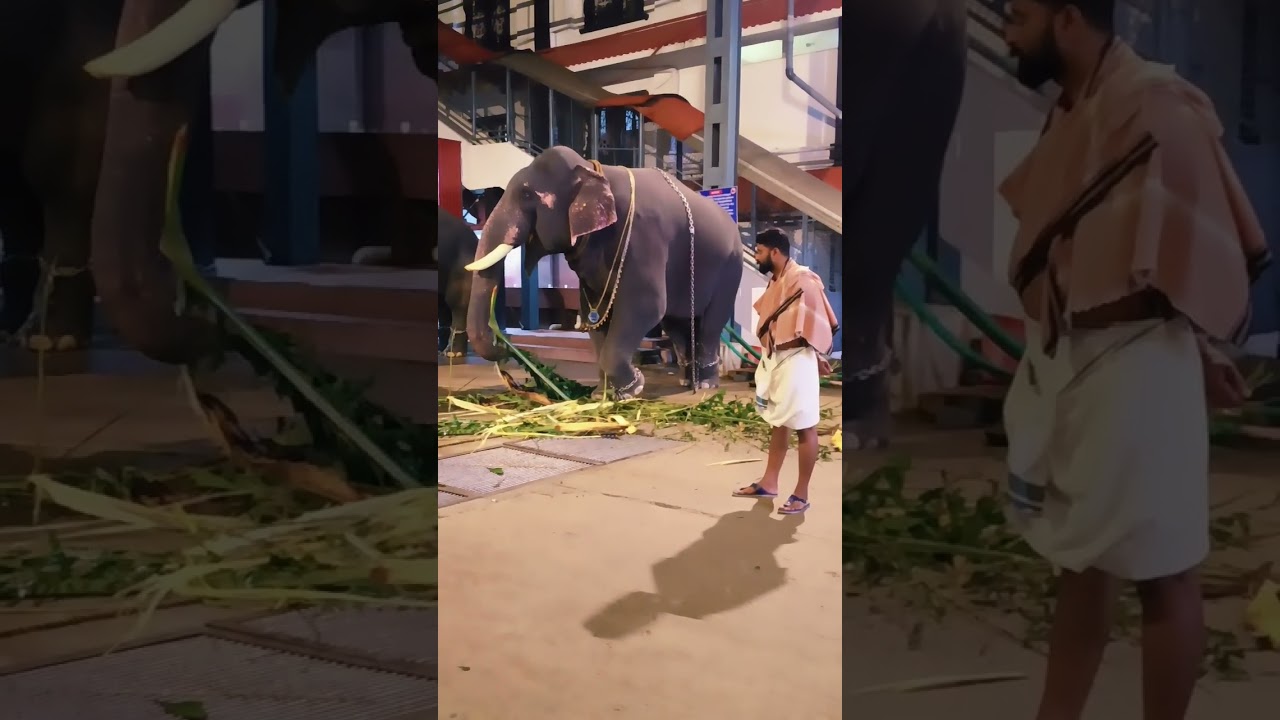 രണ്ടുപേരും എന്തോ കണ്ടിട്ടുണ്ടാകും.. 😱 രണ്ടുപേരുടെയും നിൽപ്പ് കണ്ടോ 😱😱 #shortsfeed #shorts #viral