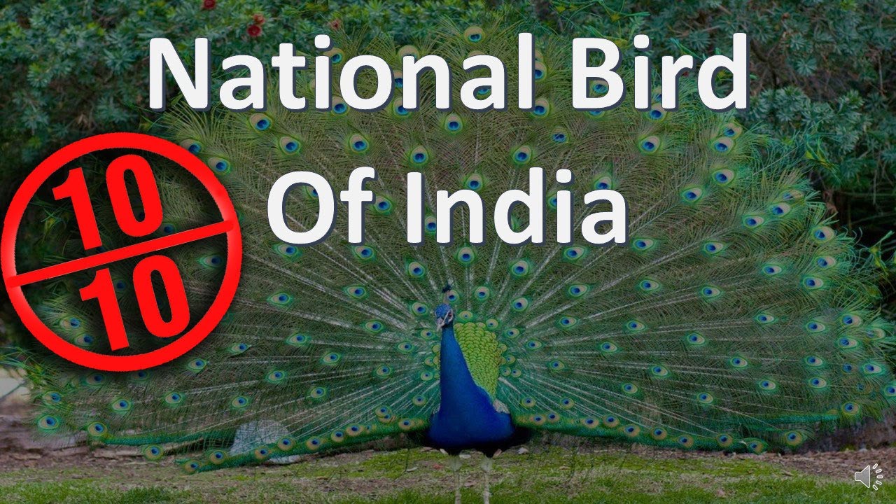 simple speech on national bird