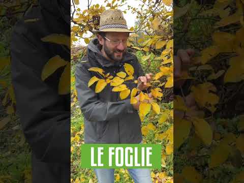 Video: Piantare ciliegie in autunno: regole base