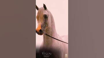 (فقال إن أحببت حب الخير) إسلام صبحي | سورة ص | حالات واتساب قرآن 💙🎧