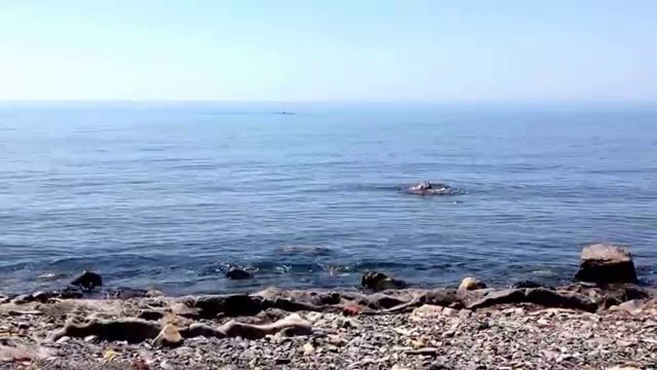 как сделать семена из помидор в домашних условиях фото