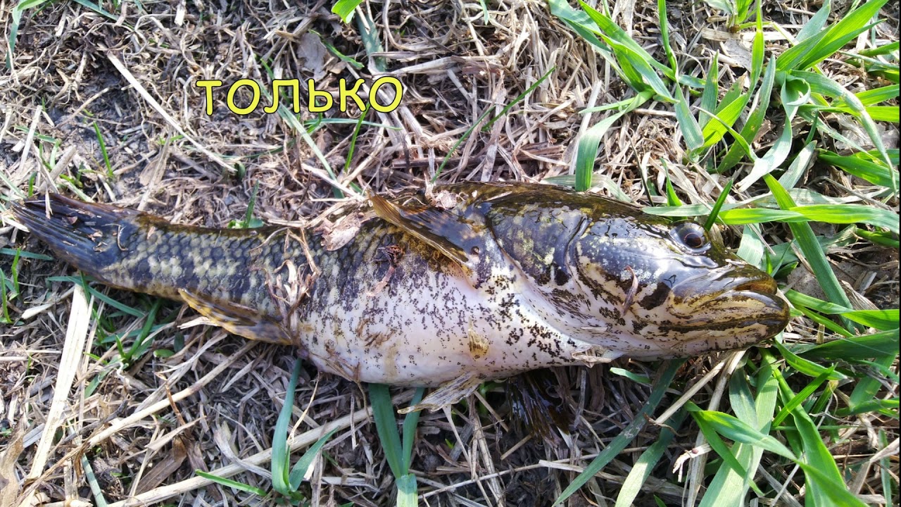 типа рыбалка