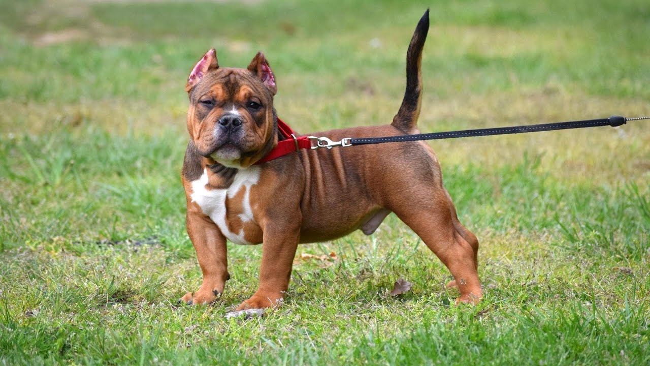 German Shepherd Puppy Care From Birth to Adulthood YouTube