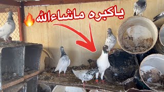 اكبر حمامه ب العالم