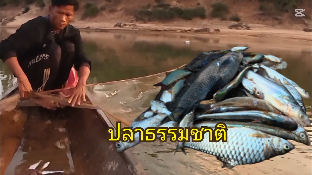 ยามมองยามเช้าหาอยู่หากินตามแม่น้ำเชบังเหียง