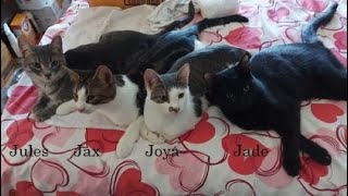 family cats　0507 Sylvanian Families Striped Cat Family 5180 - Walmart.com