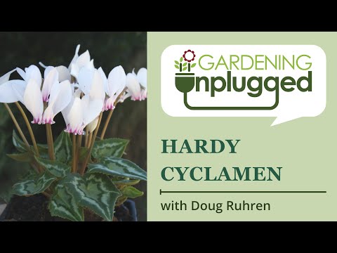 Video: Nega Hardy Cyclamen - sajenje čebulic Hardy Cyclamen na prostem