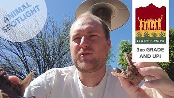 Javelina | Animal Spotlight