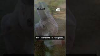 Bees are feeling the drought in South Carolina