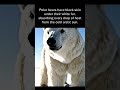 Polar bears have black skin under their white fur, absorbing every drop of heat from the arctic sun
