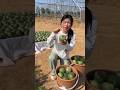 Round cucumber natural harvest #viral #agriculture #trending #life #satisfying