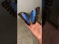 Female blue morpho butterfly! #butterfly #butterflies #animals #viralshorts #feedshorts